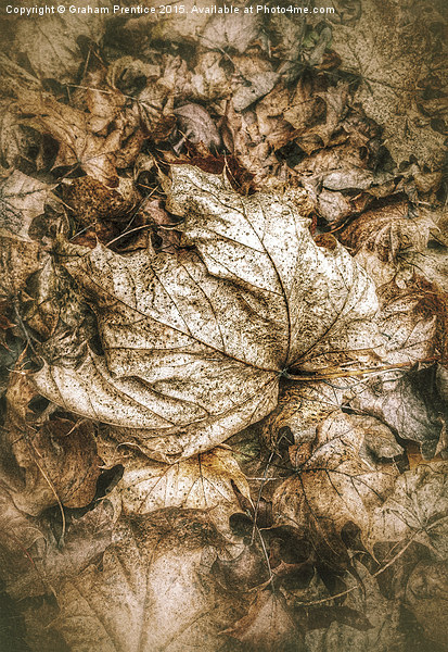 Fallen Sycamore Leaf Picture Board by Graham Prentice