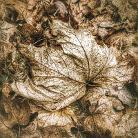 Buy canvas prints of Fallen Sycamore Leaf by Graham Prentice