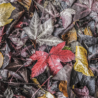 Buy canvas prints of  Autumn Leaves by Graham Prentice