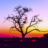 Buy canvas prints of  African Tree At Sunset by Graham Prentice