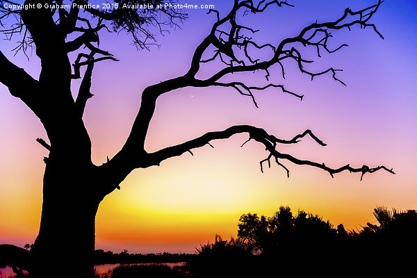  African Tree At Sunset Picture Board by Graham Prentice