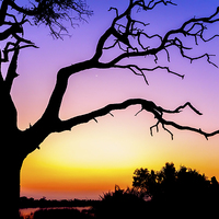 Buy canvas prints of  African Tree At Sunset by Graham Prentice