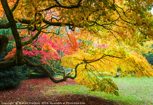 Japanese Maples (Acer Palmatum) in Autumn Colours Picture Board by Graham Prentice
