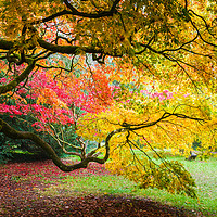 Buy canvas prints of Japanese Maples (Acer Palmatum) in Autumn Colours by Graham Prentice