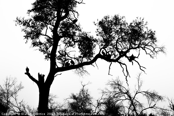 African White-backed Vultures in Silhouette Picture Board by Graham Prentice