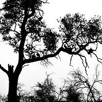 Buy canvas prints of African White-backed Vultures in Silhouette by Graham Prentice