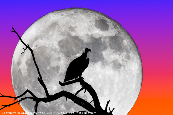 Vulture Silhouetted Against Supermoon Picture Board by Graham Prentice