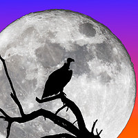 Buy canvas prints of Vulture Silhouetted Against Supermoon by Graham Prentice