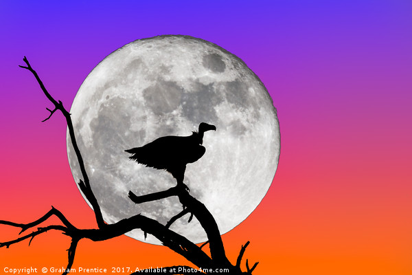 Vulture Silhouetted Against Supermoon Picture Board by Graham Prentice