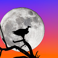 Buy canvas prints of Vulture Silhouetted Against Supermoon by Graham Prentice