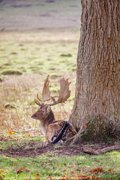 Fallow deer with large antlers resting Picture Board by Graham Prentice