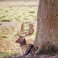 Buy canvas prints of Fallow deer with large antlers resting by Graham Prentice