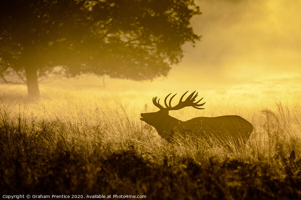 Roaring Red Deer Picture Board by Graham Prentice