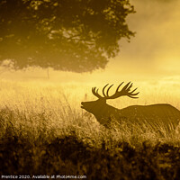 Buy canvas prints of Roaring Red Deer by Graham Prentice