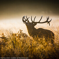 Buy canvas prints of Red deer stag with large antlers in tall grass by Graham Prentice