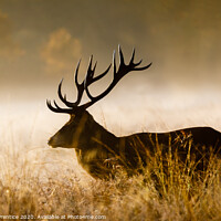 Buy canvas prints of Red deer with large antlers by Graham Prentice