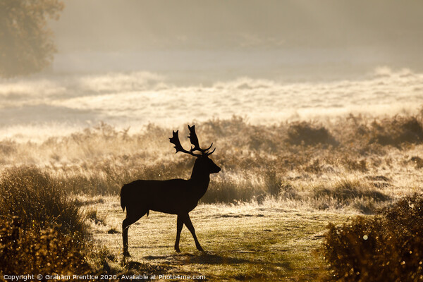 Fallow deer with large antlers silhouetted at dawn Picture Board by Graham Prentice