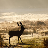 Buy canvas prints of Fallow deer with large antlers silhouetted at dawn by Graham Prentice
