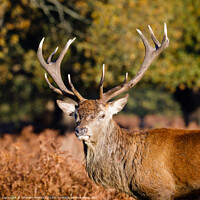 Buy canvas prints of Red deer with magnificent antlers by Graham Prentice