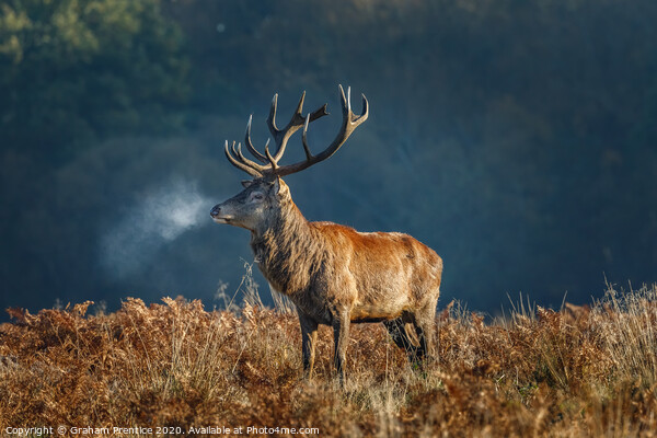 Red deer stag Picture Board by Graham Prentice