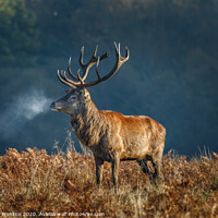 Buy canvas prints of Red deer stag by Graham Prentice