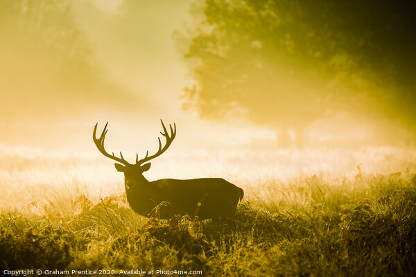 A red deer stag with magnificent antlers in early  Picture Board by Graham Prentice