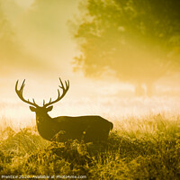 Buy canvas prints of A red deer stag with magnificent antlers in early  by Graham Prentice