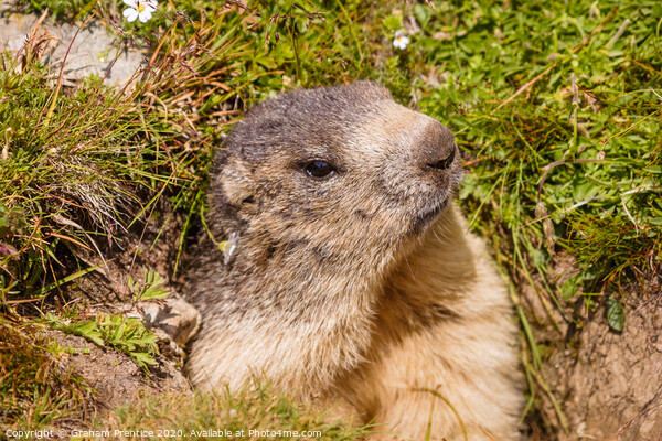 A cute marmot in the Swiss Alps Picture Board by Graham Prentice