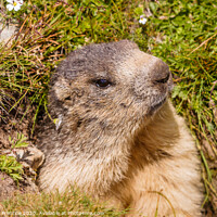 Buy canvas prints of A cute marmot in the Swiss Alps by Graham Prentice