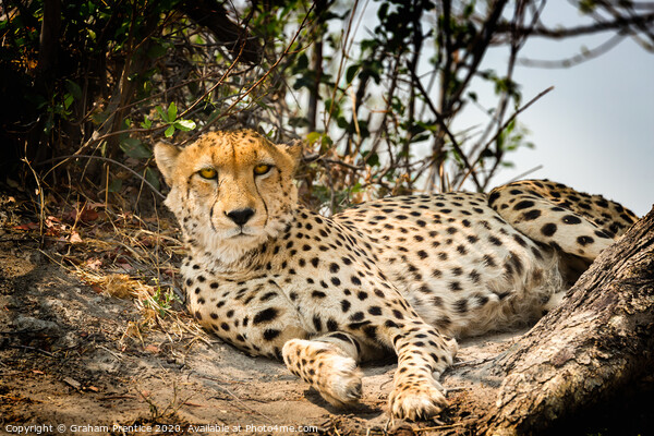 Cheetah making eye contact Picture Board by Graham Prentice