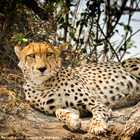 Buy canvas prints of Cheetah making eye contact by Graham Prentice