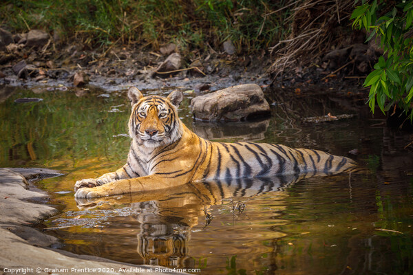 Bengal tiger laying in a water hole with reflectio Picture Board by Graham Prentice