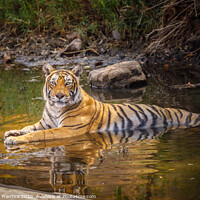 Buy canvas prints of Bengal tiger laying in a water hole with reflectio by Graham Prentice