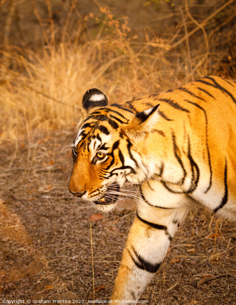 Close-up view of a tigress in India walking Picture Board by Graham Prentice