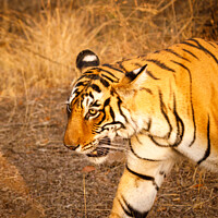 Buy canvas prints of Close-up view of a tigress in India walking by Graham Prentice