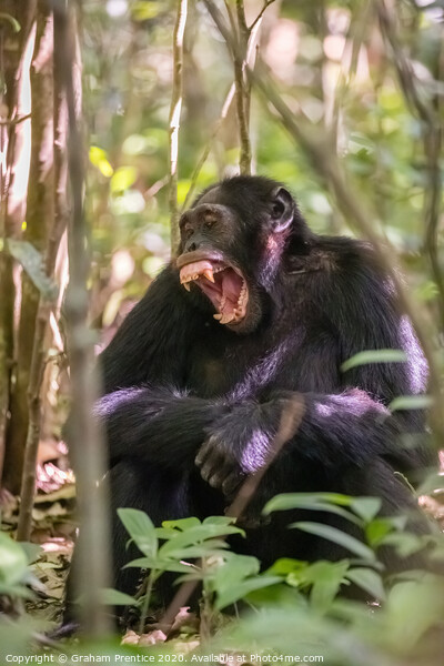 A chimpanzee in forest in Uganda bares his teeth Picture Board by Graham Prentice