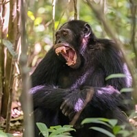 Buy canvas prints of A chimpanzee in forest in Uganda bares his teeth by Graham Prentice