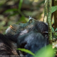 Buy canvas prints of A chimpanzee relaxes in the jungle by Graham Prentice