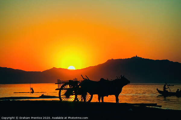 Bullock cart at sunset on the Irrawaddy River, Old Picture Board by Graham Prentice
