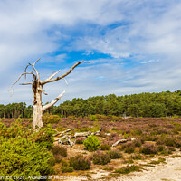Buy canvas prints of Scenery at Frensham Little Pond, Surrey by Graham Prentice
