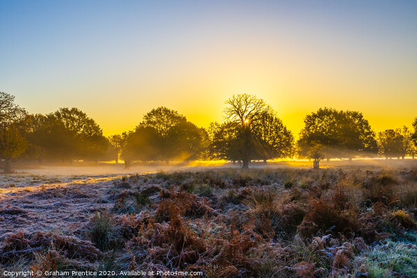 Richmond Park at dawn Picture Board by Graham Prentice