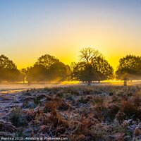 Buy canvas prints of Richmond Park at dawn by Graham Prentice