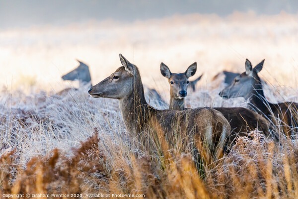 A group of red deer hinds standing in long grass Picture Board by Graham Prentice