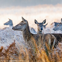 Buy canvas prints of A group of red deer hinds standing in long grass by Graham Prentice
