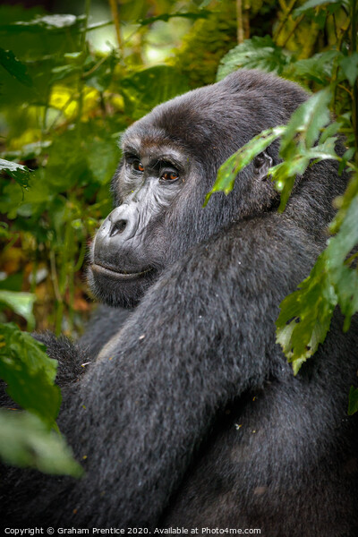 Mountain gorilla in Bwindi Impenetrable Forest, Ug Picture Board by Graham Prentice