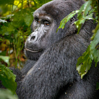 Buy canvas prints of Mountain gorilla in Bwindi Impenetrable Forest, Ug by Graham Prentice