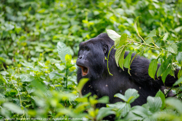 Mountain gorilla in Bwindi Impenetrable Forest Picture Board by Graham Prentice