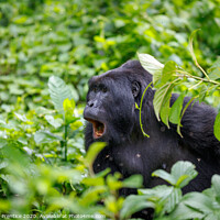 Buy canvas prints of Mountain gorilla in Bwindi Impenetrable Forest by Graham Prentice