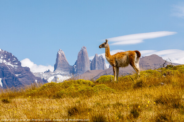 Guanaco standing in front of the Torres del Paine  Picture Board by Graham Prentice