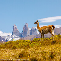 Buy canvas prints of Guanaco standing in front of the Torres del Paine  by Graham Prentice